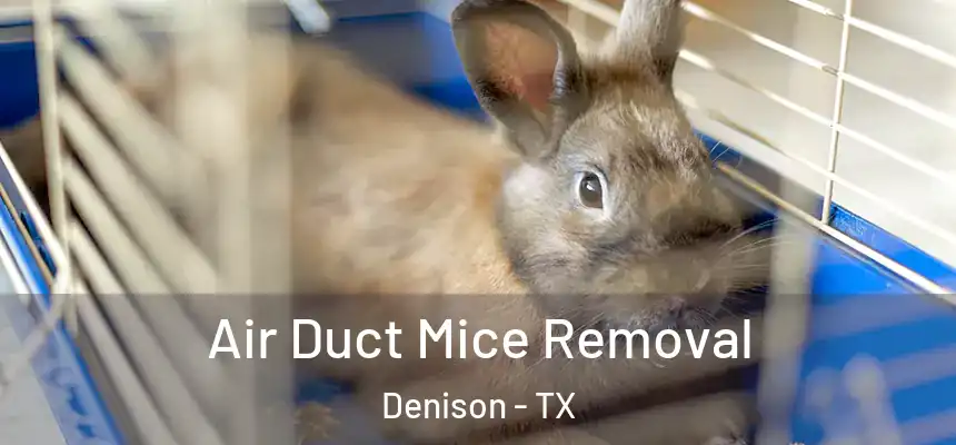 Air Duct Mice Removal Denison - TX